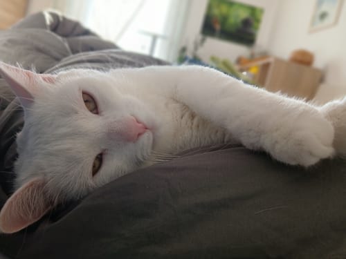 Vit katt som sover utsträckt på ett grågrönt Wove-täcke
